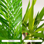 Areca - ↨130cm - Ø24cm + Yuca - ↨100cm - Ø21cm - Imagen 3