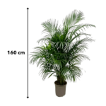 Dypsis Lutescens (palma Areca) 160 cm - ø24 - Imagen 5