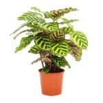 Calathea Makoyana - Ø14cm - ↕45cm