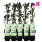 Passiflora caerulea 'Constance Elliot' - Flor de la pasión blanca - Imagen 5