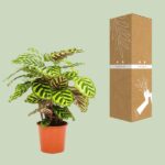 Calathea Makoyana - Ø14cm - ↕45cm - Imagen 3