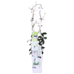 Trachelospermum 'Star of Venice' - Jazmín toscano blanco - Imagen 6