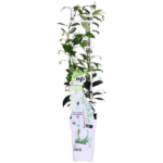 Trachelospermum 'Star of Venice' - Jazmín toscano blanco - Imagen 7