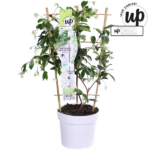 Trachelospermum 'Star of Venice' - Jazmín toscano blanco - Imagen 10