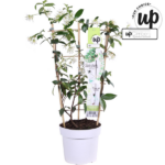 Trachelospermum 'Star of Venice' - Jazmín toscano blanco - Imagen 11