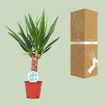 Yucca - Ø14cm - ↕60cm - Imagen 3