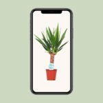 Yucca - Ø14cm - ↕60cm - Imagen 4