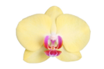 Phalaenopsis Lime Light - 3 ramas - 60 cm - Ø12cm - Imagen 2