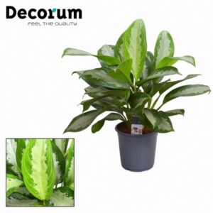 Aglaonema Diamond Bay - Ø21cm - ↕80cm