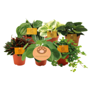 Peperomia pequeños - 6 piezas - Ø12cm - ↕20cm