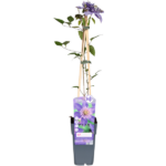 Clematis Multi Blue - Clemátide azul