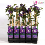 Clematis Multi Blue - Clemátide azul - Imagen 5