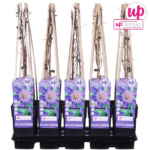 Clematis Multi Blue - Clemátide azul - Imagen 7