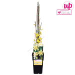 Jasminum nudiflorum - ↨65cm - Ø15 - Imagen 3