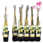 Jasminum nudiflorum - ↨65cm - Ø15 - Imagen 4