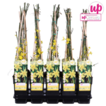 Jasminum nudiflorum - ↨65cm - Ø15 - Imagen 5