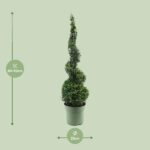 Buxus Semp. Espiral 70cm - Ø23cm - ↕90cm - Imagen 2
