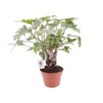 Philodendron Xanadu En Tronco - Ø17cm - ↕40cm