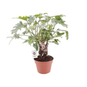 Philodendron Xanadu En Tronco - Ø17cm - ↕40cm