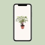 Philodendron Xanadu En Tronco - Ø17cm - ↕40cm - Imagen 4