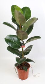 Ficus Elastica Robusta 21 Cm - Ø21cm - ↕95cm