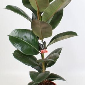 Ficus Elastica Robusta 21 Cm - Ø21cm - ↕95cm