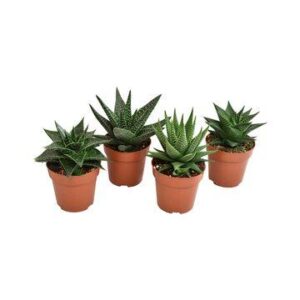 Haworthia Mix - 4 unidades - Ø8 -5cm - ↕13cm