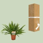 Nephrolepis Green Lady - Ø12cm - 30cm - Imagen 3
