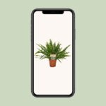 Nephrolepis Green Lady - Ø12cm - 30cm - Imagen 4