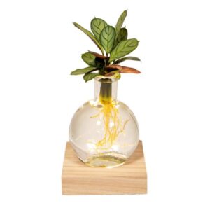 Calathea en vidrio Samoa con iluminación LED - Ø12cm - ↕10cm