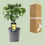 Citrus Limón Ø15cm - ↕35cm - Imagen 3
