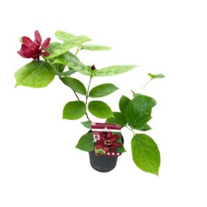 non - Ø13 - ↨20cm