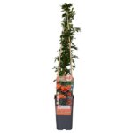 Pyracantha 'Orange Glow' - ↨65cm - Ø15 - Imagen 2