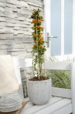 Pyracantha 'Orange Glow' - ↨65cm - Ø15 - Imagen 3