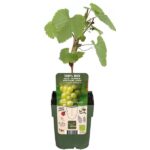Vitis vinifera 'Johanniter' - Uva blanca - Imagen 2
