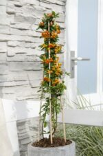 Pyracantha 'Orange Glow' - ↨65cm - Ø15 - Imagen 4