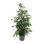 Ficus Benjamina Danielle - Ø21cm - ↕95cm