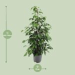 Ficus Benjamina Danielle - Ø21cm - ↕95cm - Imagen 2