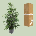 Ficus Benjamina Danielle - Ø21cm - ↕95cm - Imagen 3
