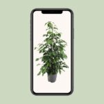Ficus Benjamina Danielle - Ø21cm - ↕95cm - Imagen 4