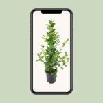 Ficus microcarpa Moclame - Ø21cm - ↕95cm - Imagen 4