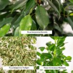 Ficus Benjamina Danielle - Ø21cm - ↕95cm + Ficus Benjamina Twilight - Ø21cm - ↕95cm + Ficus Microcarpa Moclame - Ø21cm - ↕95cm - Imagen 3