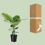 Musa Dwarf Cavendish - Ø21cm - ↕90cm - Imagen 3