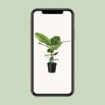 Musa Dwarf Cavendish - Ø21cm - ↕90cm - Imagen 4