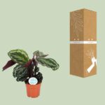 Calathea Medallion - Ø17cm - ↕60cm - Imagen 3