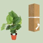 Calathea Orbifolia - Ø17cm - ↕60cm - Imagen 3