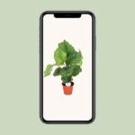 Calathea Orbifolia - Ø17cm - ↕60cm - Imagen 4