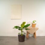 Musa Dwarf Cavendish - Ø21cm - ↕90cm + Cesta Igmar - Imagen 2