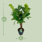 Ficus Lyrata - Ø26cm - ↕100cm - Imagen 2