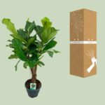 Ficus Lyrata - Ø26cm - ↕100cm - Imagen 3